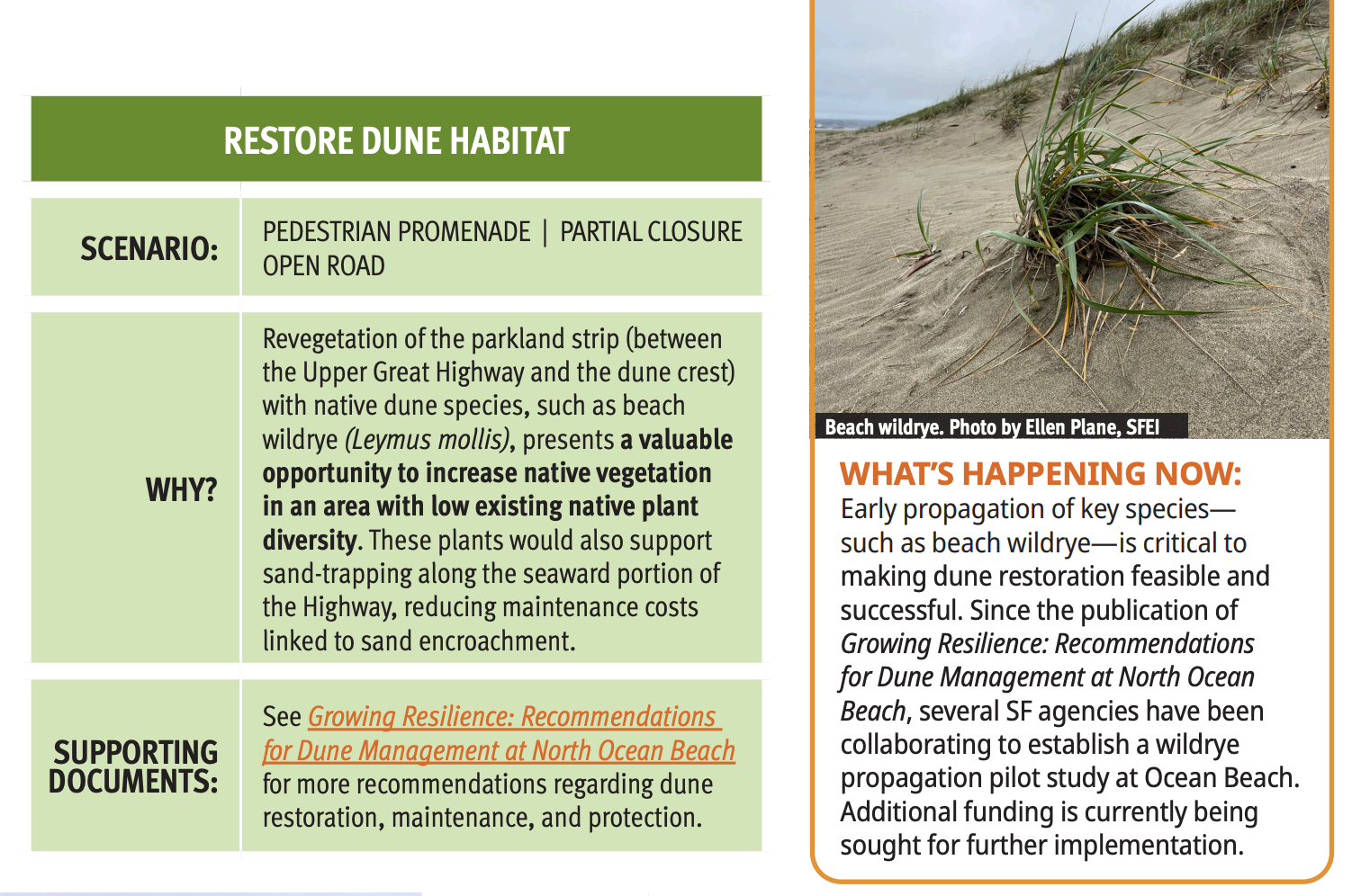 RESTORE DUNE HABITAT SCENARIO: PEDESTRIAN PROMENADE | PARTIAL CLOSURE OPEN ROAD WHY? Revegetation of the parkland strip (between the Upper Great Highway and the dune crest) with native dune species, such as beach wildrye (Leymus mollis), presents a valuable opportunity to increase native vegetation in an area with low existing native plant diversity. These plants would also support sand-trapping along the seaward portion of the Highway, reducing maintenance costs linked to sand encroachment. SUPPORTING DOCUMENTS: See Growing Resilience: Recommendations for Dune Management at North Ocean Beach for more recommendations regarding dune restoration, maintenance, and protection. WHAT’S HAPPENING NOW: Early propagation of key species― such as beach wildrye―is critical to making dune restoration feasible and successful. Since the publication of Growing Resilience: Recommendations for Dune Management at North Ocean Beach, several SF agencies have been collaborating to establish a wildrye propagation pilot study at Ocean Beach. Additional funding is currently being sought for further implementation.