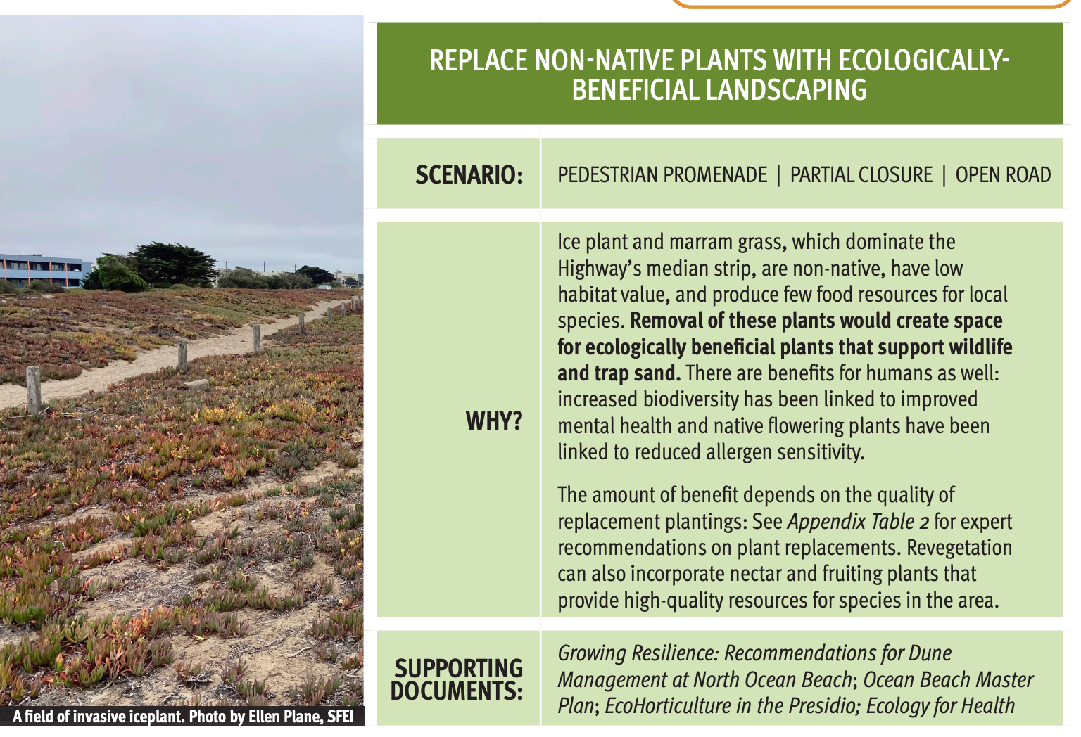 REPLACE NON-NATIVE PLANTS WITH ECOLOGICALLYBENEFICIAL LANDSCAPING SCENARIO: PEDESTRIAN PROMENADE | PARTIAL CLOSURE | OPEN ROAD WHY? Ice plant and marram grass, which dominate the Highway’s median strip, are non-native, have low habitat value, and produce few food resources for local species. Removal of these plants would create space for ecologically beneficial plants that support wildlife and trap sand. There are benefits for humans as well: increased biodiversity has been linked to improved mental health and native flowering plants have been linked to reduced allergen sensitivity. The amount of benefit depends on the quality of replacement plantings: See Appendix Table 2 for expert recommendations on plant replacements. Revegetation can also incorporate nectar and fruiting plants that provide high-quality resources for species in the area. SUPPORTING DOCUMENTS: Growing Resilience: Recommendations for Dune Management at North Ocean Beach; Ocean Beach Master Plan; EcoHorticulture in the Presidio; Ecology for Health